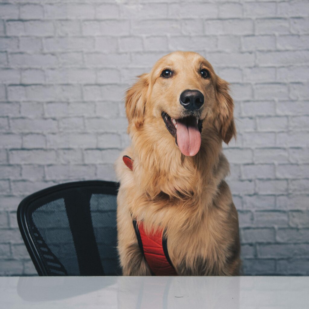 Friendly Golden Retriever sitting indoors against a brick wall background, looking attentively at the camera.